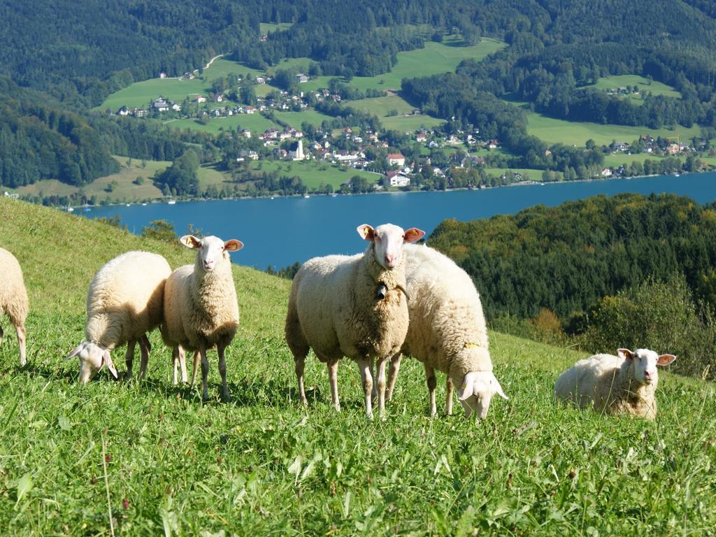 Biobauernhof Nussbaumer Villa Nussdorf am Attersee Exteriör bild